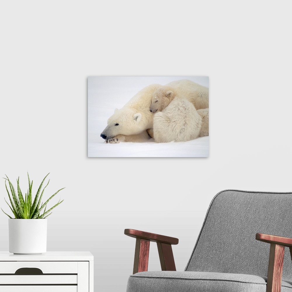 A modern room featuring Mother Polar Bear & Cub Huddle in Snow Storm Churchill Canada Winter