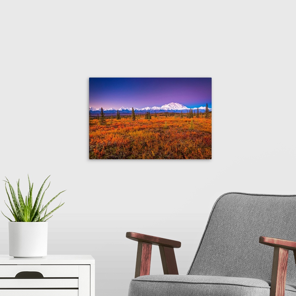 A modern room featuring Mount Denali (McKinley) glow at sunrise. Autumn coloured tundra in the foreground in Denali Natio...