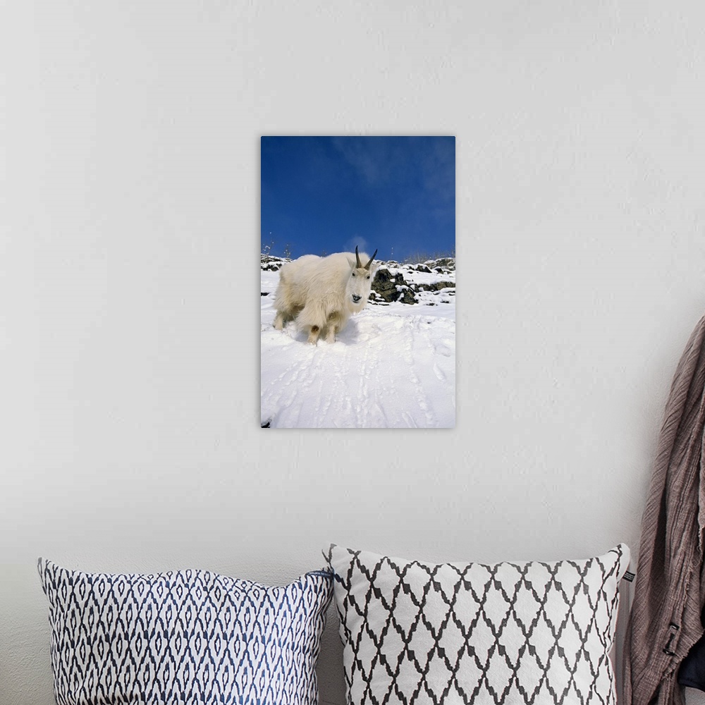 A bohemian room featuring Mountain Goat Billy On High Mountain Slope In Snow Chugach National Forest Kenai Peninsula Ak Spring