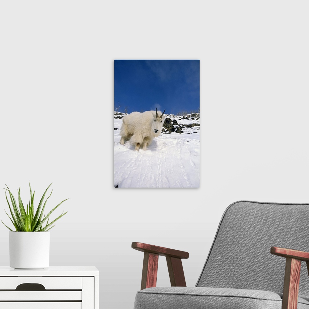 A modern room featuring Mountain Goat Billy On High Mountain Slope In Snow Chugach National Forest Kenai Peninsula Ak Spring