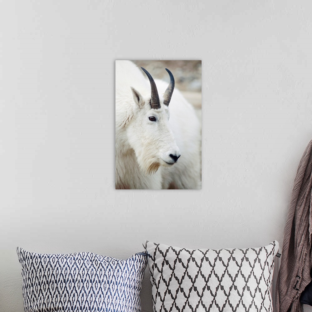 A bohemian room featuring Mountain Goat In Alberta, Canada