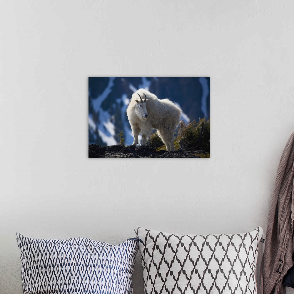A bohemian room featuring Mountain Goat Looking Left In Winter Coat, Olympic Mountains, Washington