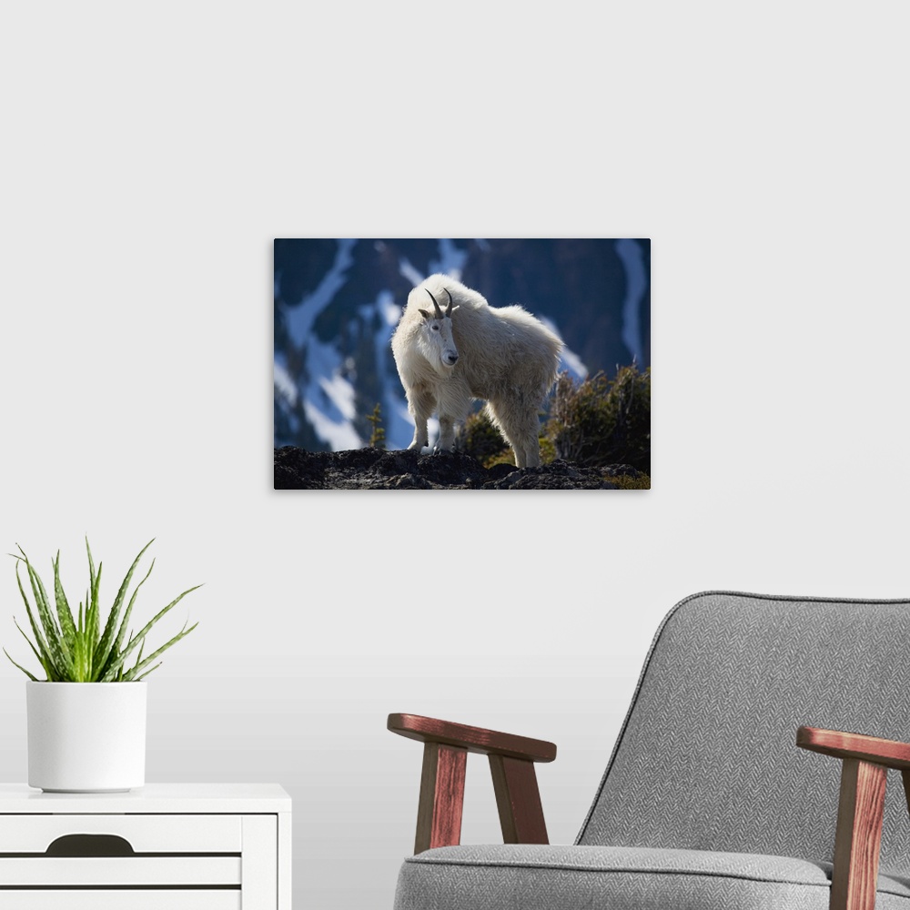 A modern room featuring Mountain Goat Looking Left In Winter Coat, Olympic Mountains, Washington