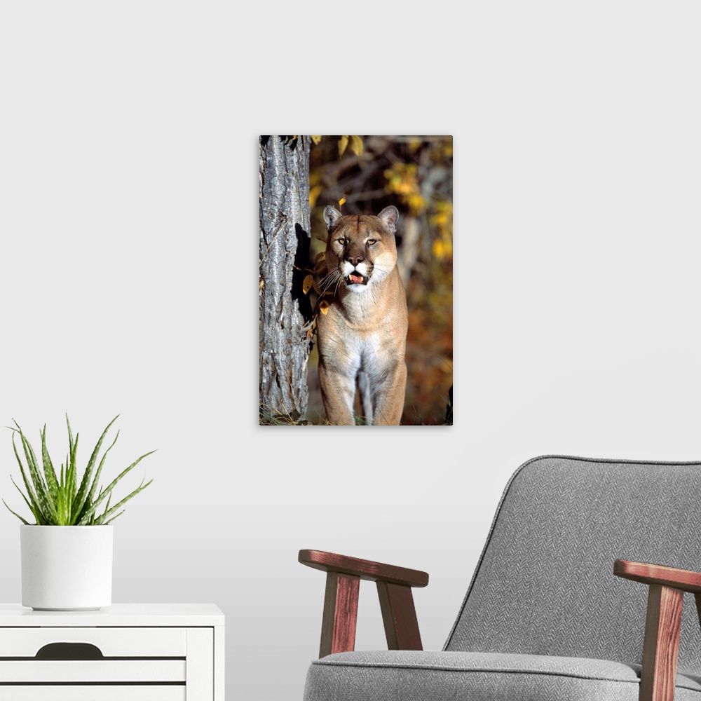 A modern room featuring Mountain Lion