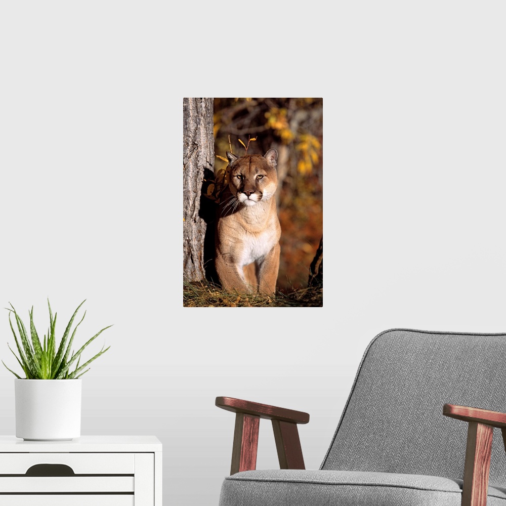 A modern room featuring Mountain Lion