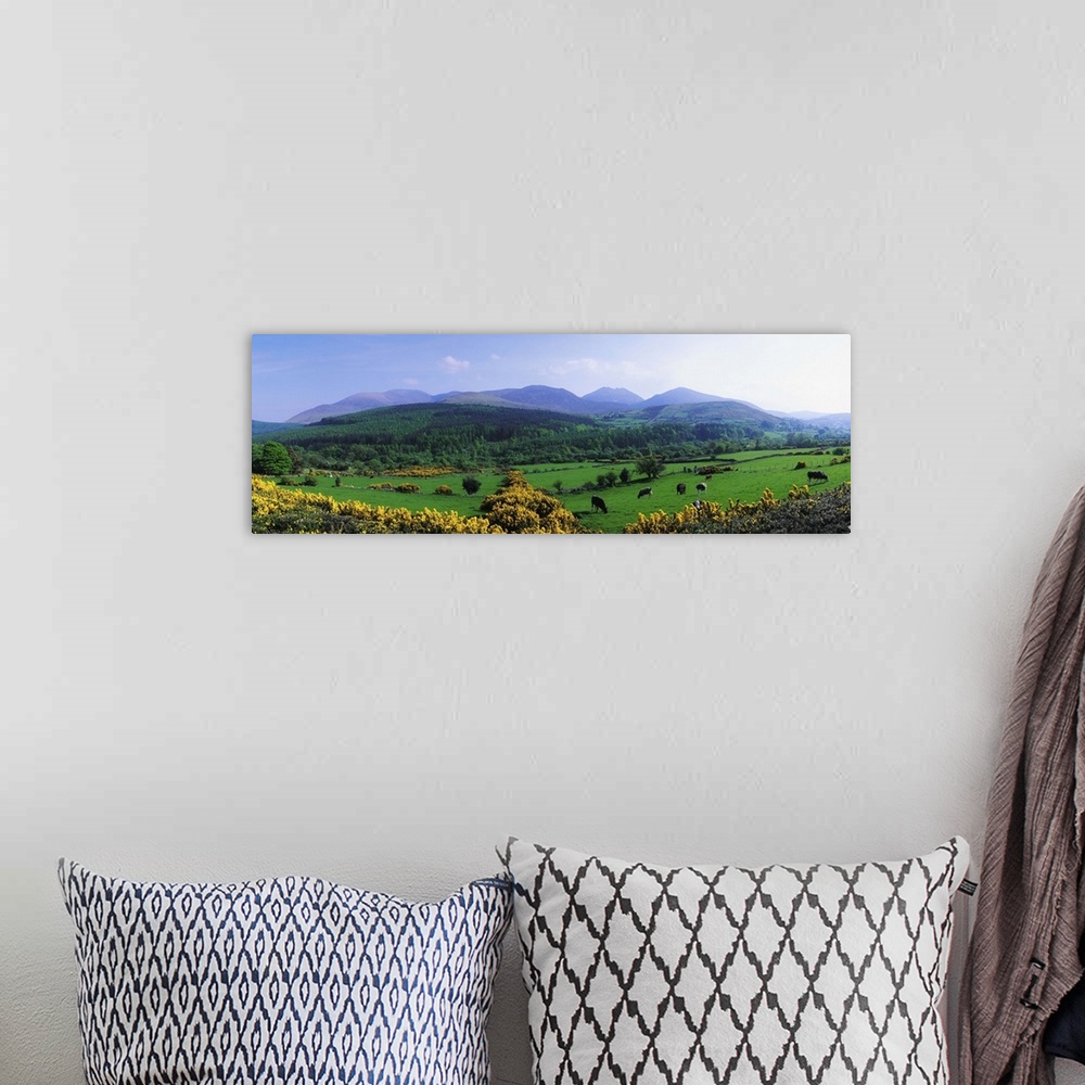 A bohemian room featuring Mourne Mountains, County Down, Ireland, Grazing Animals