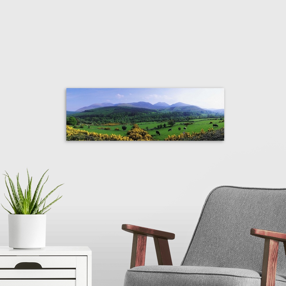 A modern room featuring Mourne Mountains, County Down, Ireland, Grazing Animals