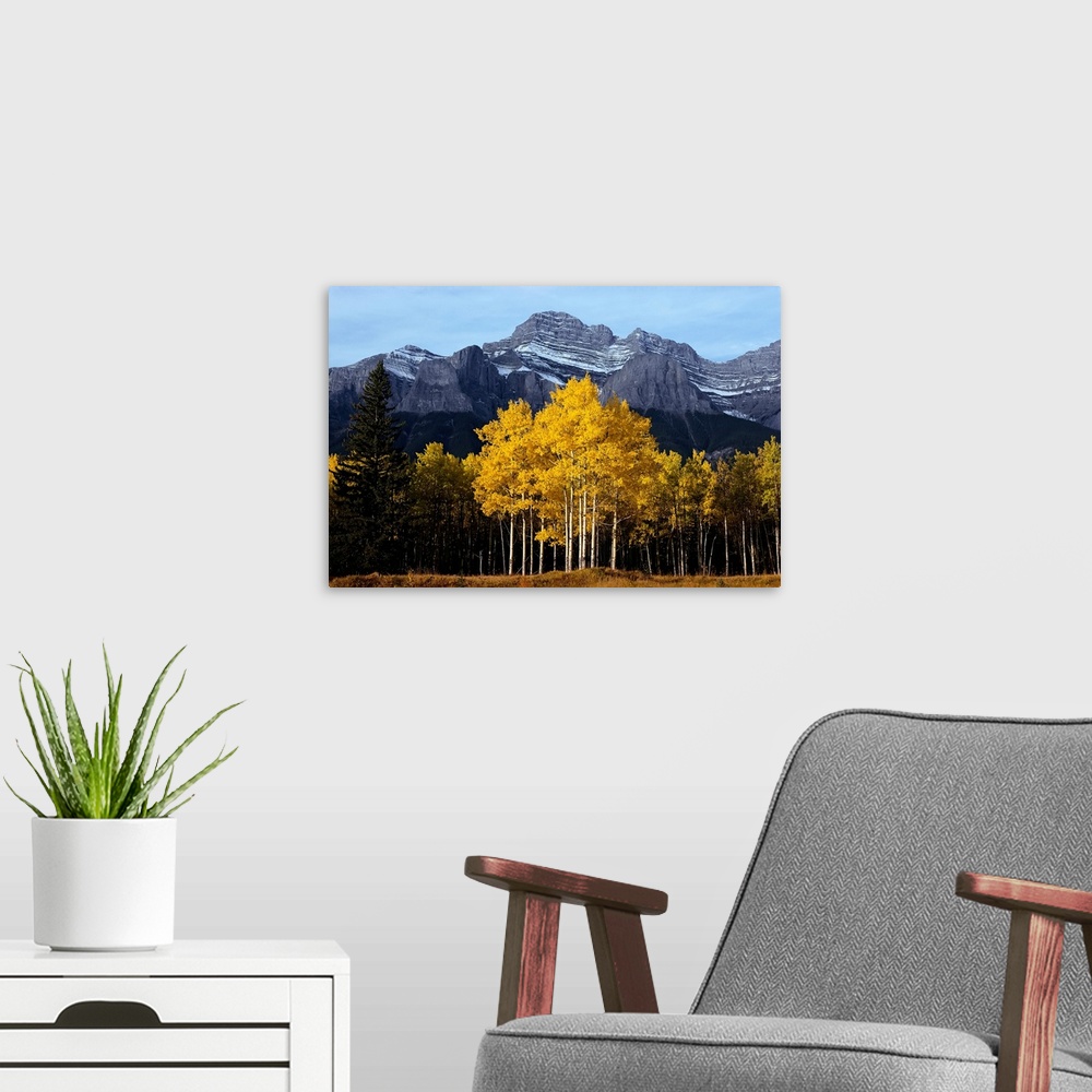 A modern room featuring Mt. Rundle and Aspens in Autumn Banff National Park, Alberta Canada