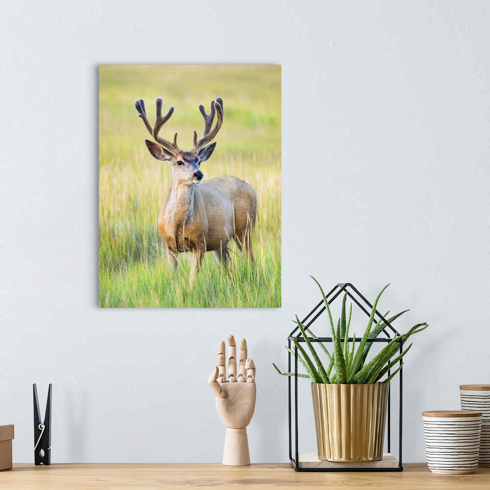 A bohemian room featuring Mule deer buck (Odocoileus hemionus) standing in grass; Steamboat Springs, Colorado, United State...