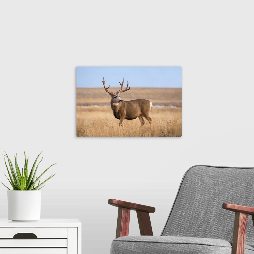 A modern room featuring Mule deer buck (Odocoileus hemionus) standing in grass; Steamboat Springs, Colorado, United State...