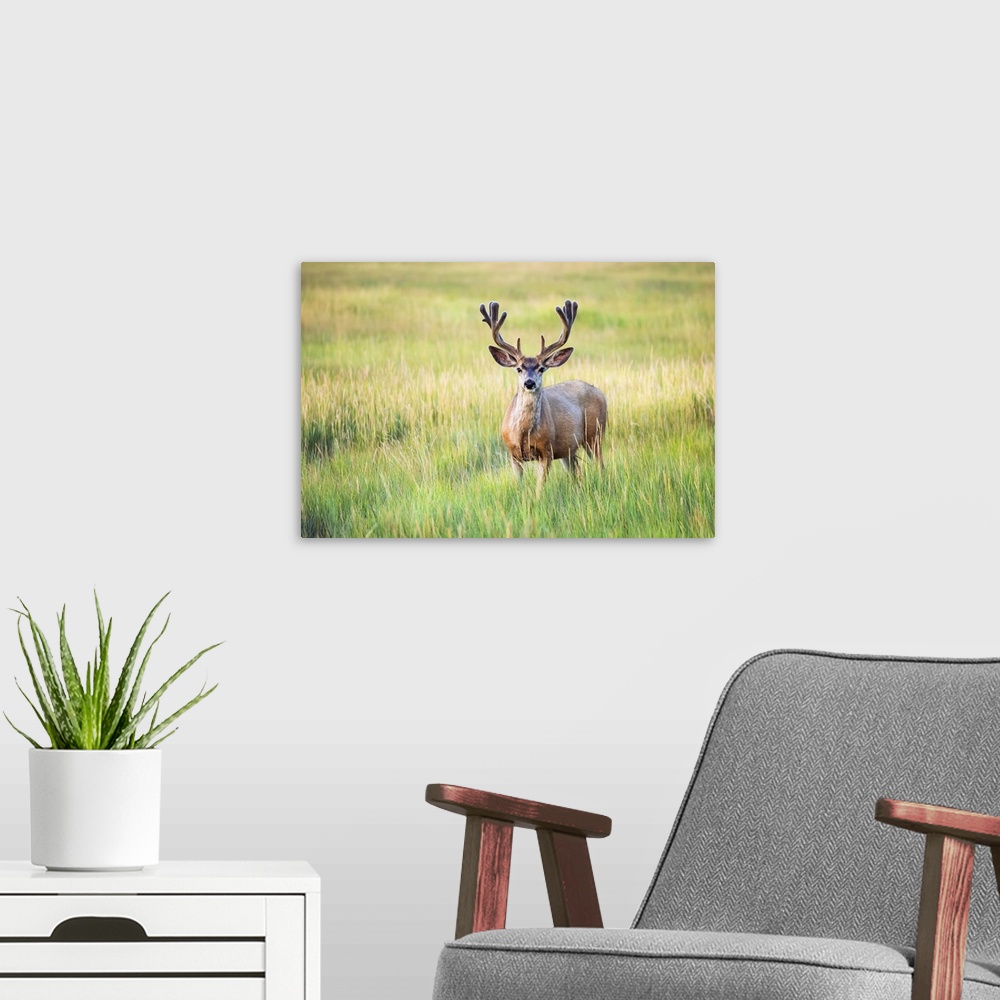 A modern room featuring Mule deer buck (Odocoileus hemionus) standing in grass; Steamboat Springs, Colorado, United State...