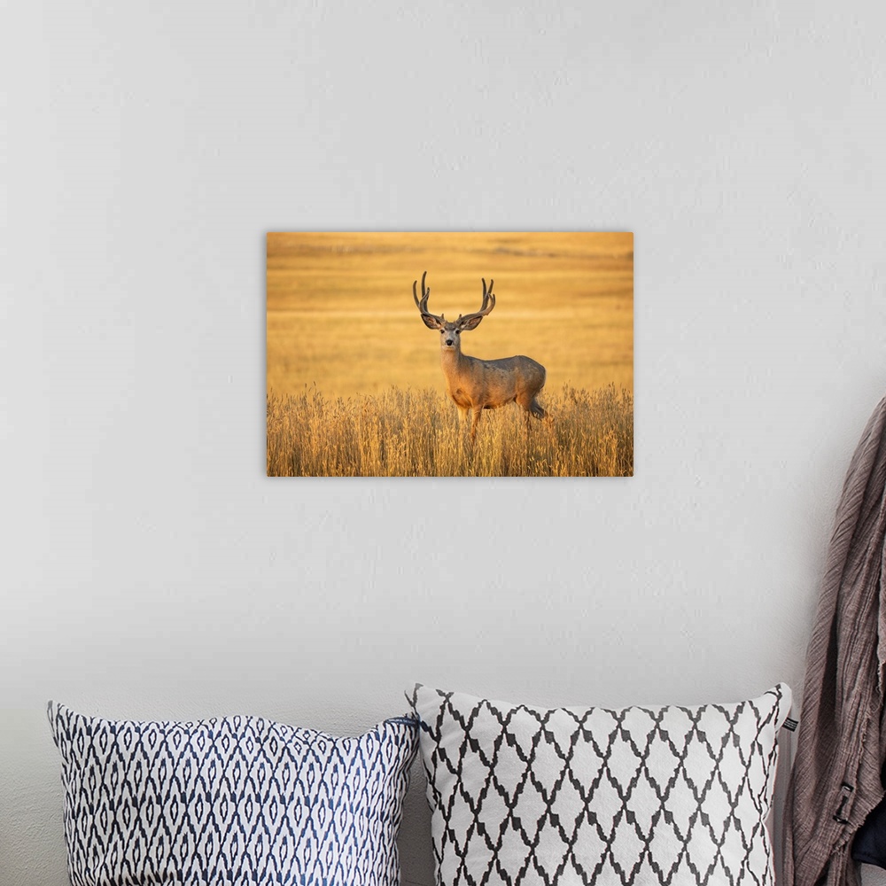 A bohemian room featuring Mule deer buck (Odocoileus hemionus) standing in golden grass; Steamboat Springs, Colorado, Unite...