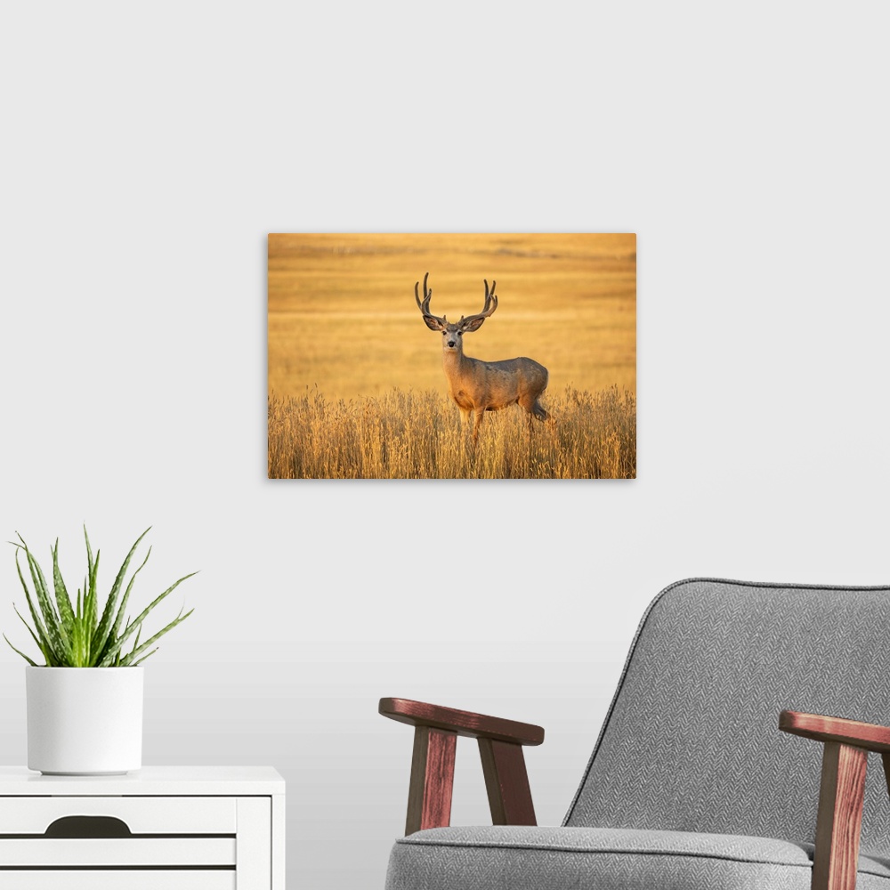 A modern room featuring Mule deer buck (Odocoileus hemionus) standing in golden grass; Steamboat Springs, Colorado, Unite...