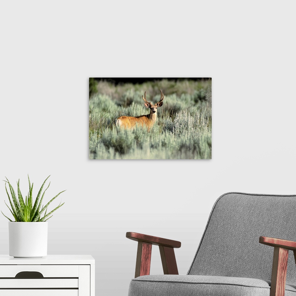 A modern room featuring Mule Deer Dinosaur Provincial Park Alberta, Canada