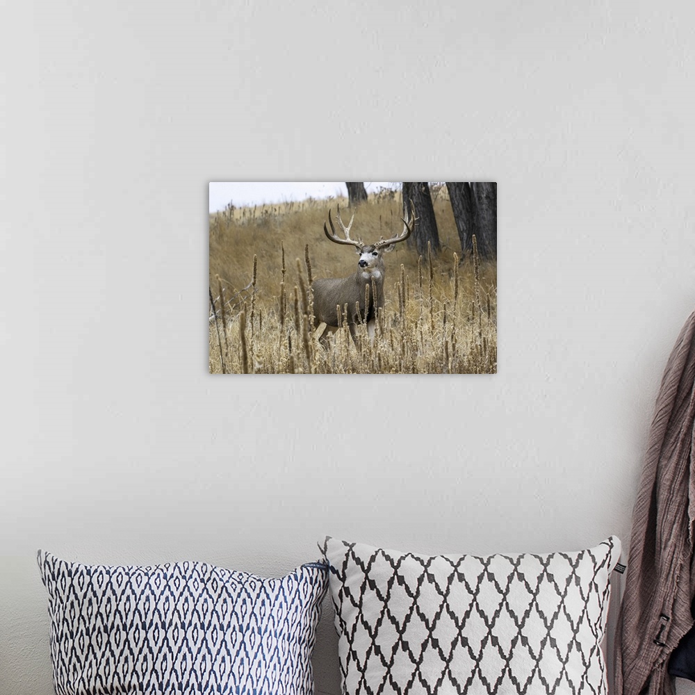 A bohemian room featuring Mule deer (odocoileus hemionus) buck standing in a grass field, Denver, Colorado, united states o...