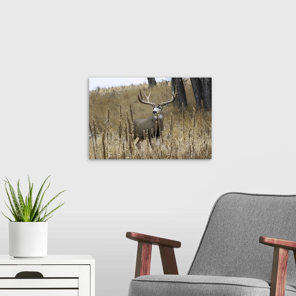 A modern room featuring Mule deer (odocoileus hemionus) buck standing in a grass field, Denver, Colorado, united states o...