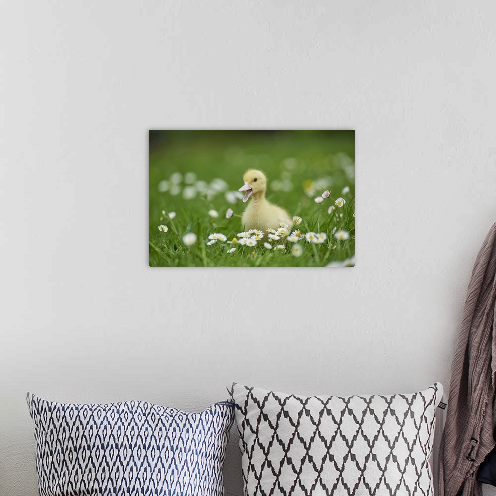 A bohemian room featuring Muscovy Duckling (Cairina moschata) on Meadow in Spring, Upper Palatinate, Bavaria, Germany