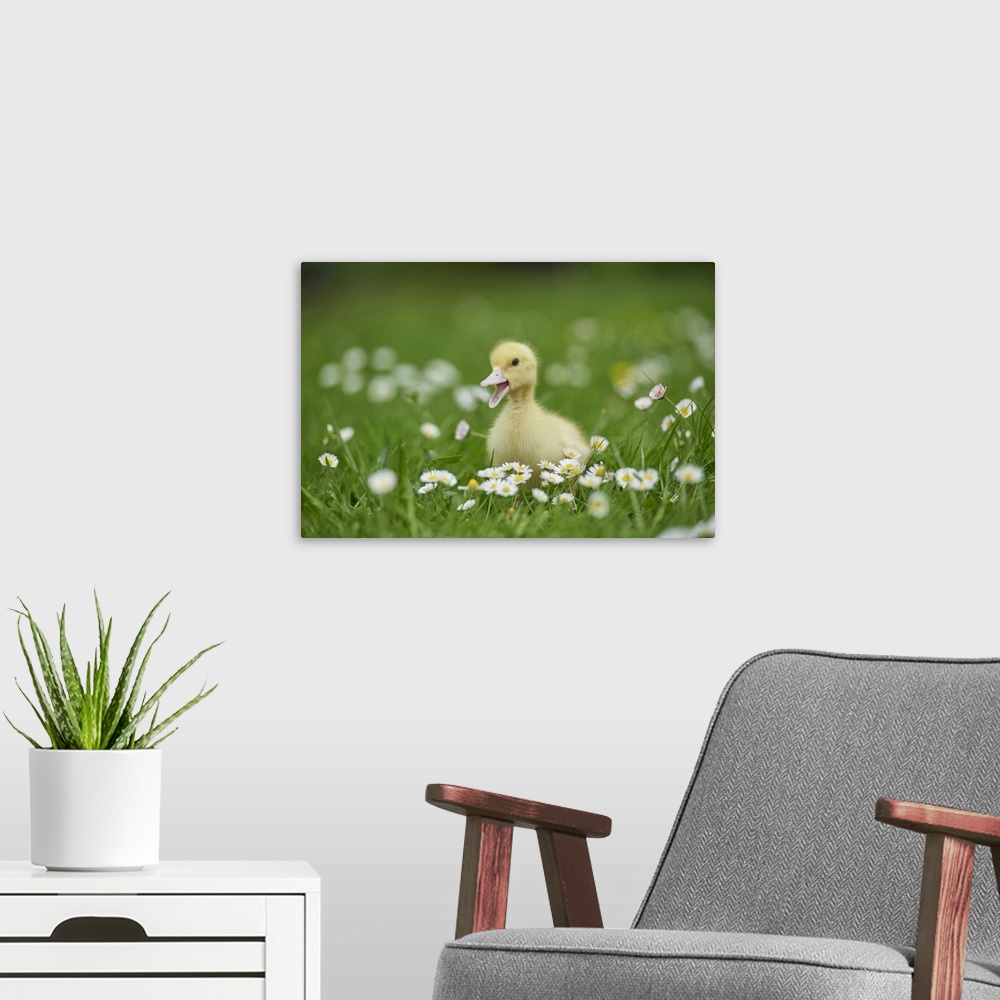 A modern room featuring Muscovy Duckling (Cairina moschata) on Meadow in Spring, Upper Palatinate, Bavaria, Germany