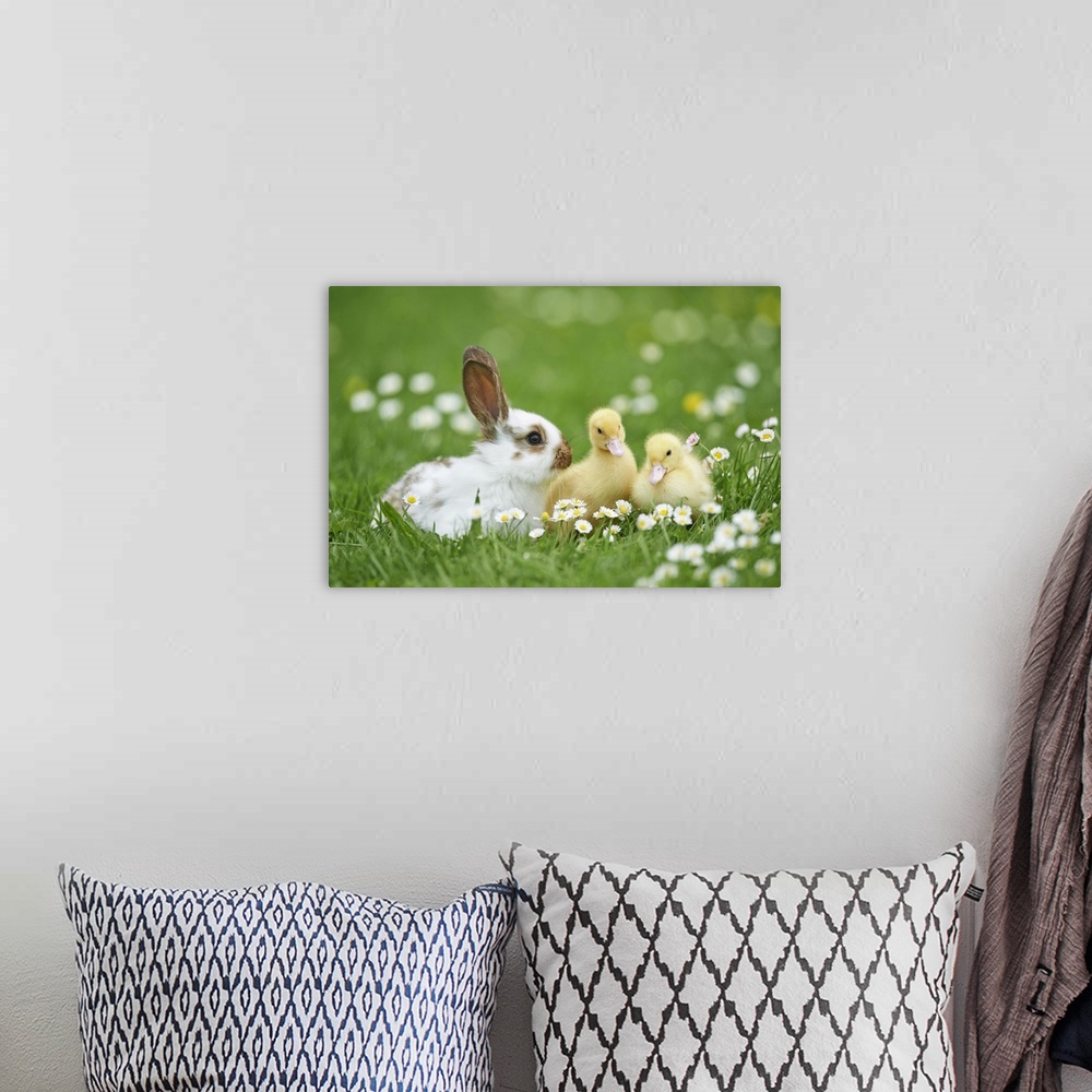 A bohemian room featuring Muscovy Ducklings (Cairina moschata) and Domestic Rabbit on Meadow in Spring, Upper Palatinate, B...