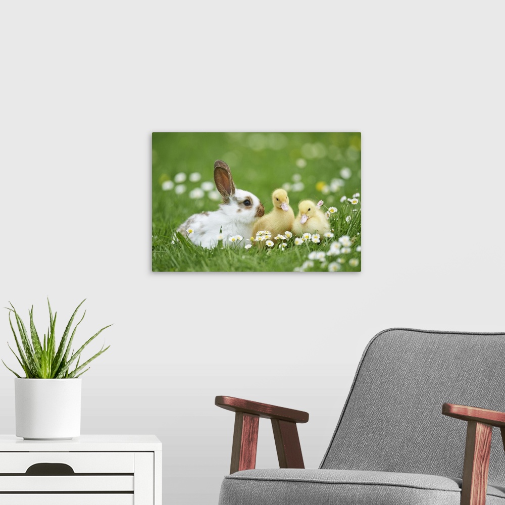 A modern room featuring Muscovy Ducklings (Cairina moschata) and Domestic Rabbit on Meadow in Spring, Upper Palatinate, B...