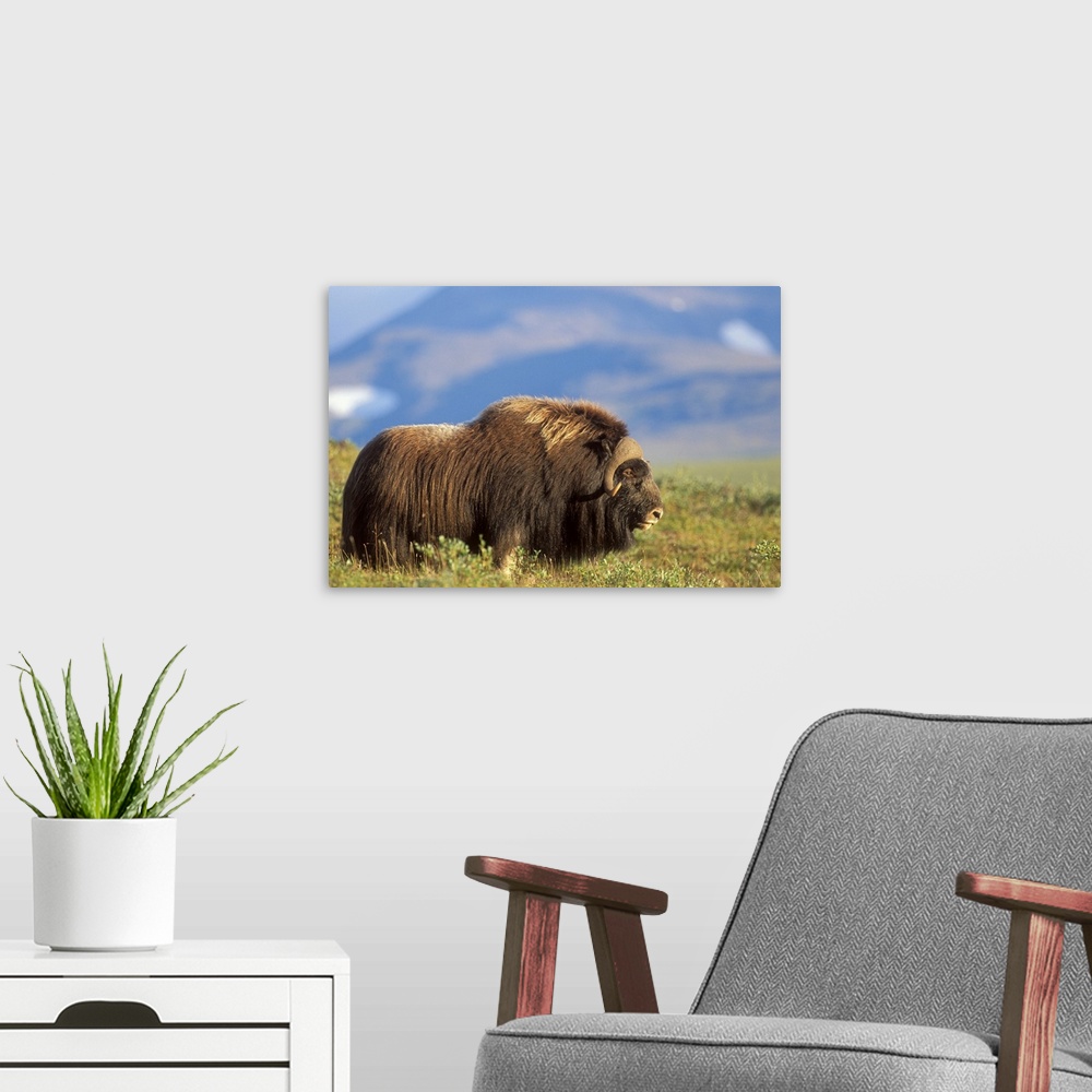 A modern room featuring Musk ox bull standing on tundra in late summer on the Seward Peninsula near Nome, Arctic Alaska