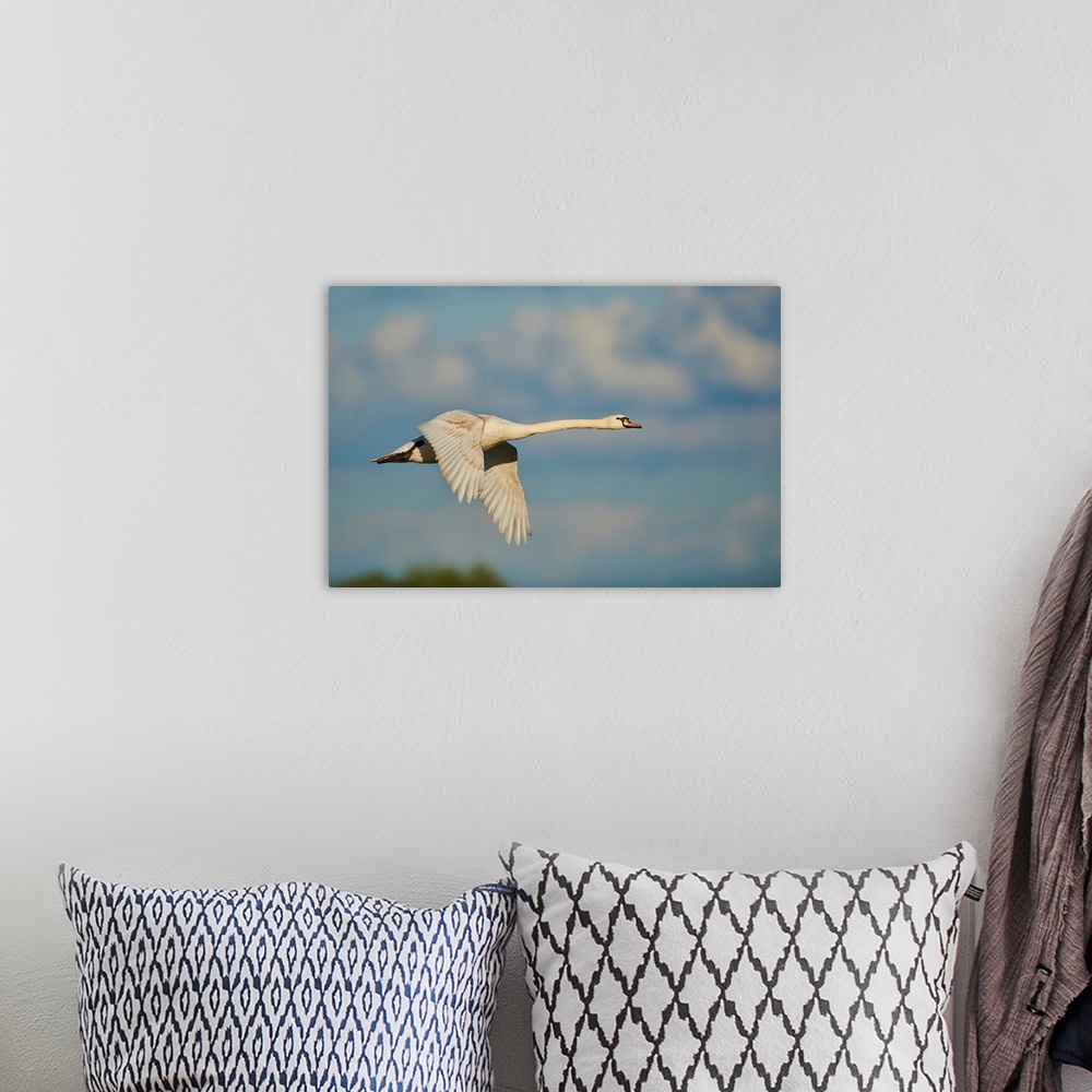 A bohemian room featuring Mute swan flying in the sky with coloured clouds, Bavarian Forest, Bavaria, Germany