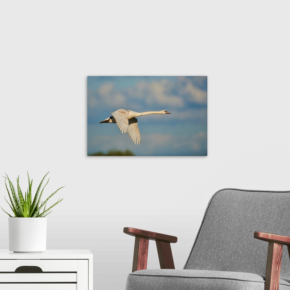 A modern room featuring Mute swan flying in the sky with coloured clouds, Bavarian Forest, Bavaria, Germany