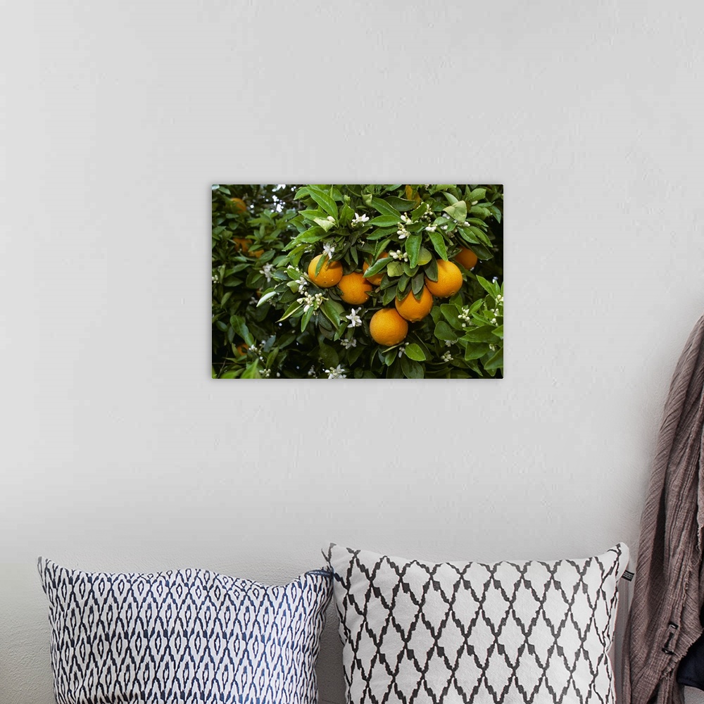 A bohemian room featuring Navel oranges on the tree with blossoms, Porterville, California