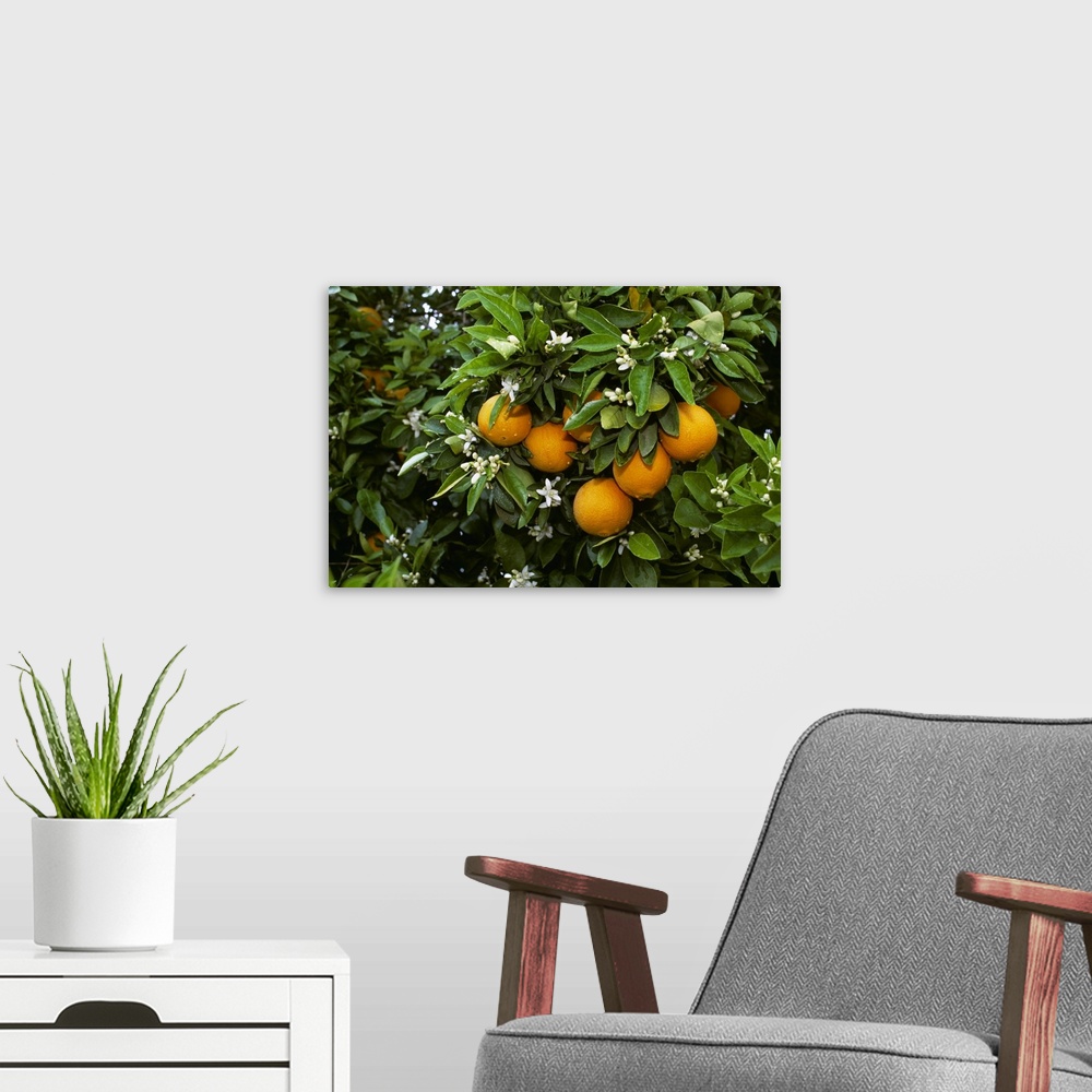 A modern room featuring Navel oranges on the tree with blossoms, Porterville, California