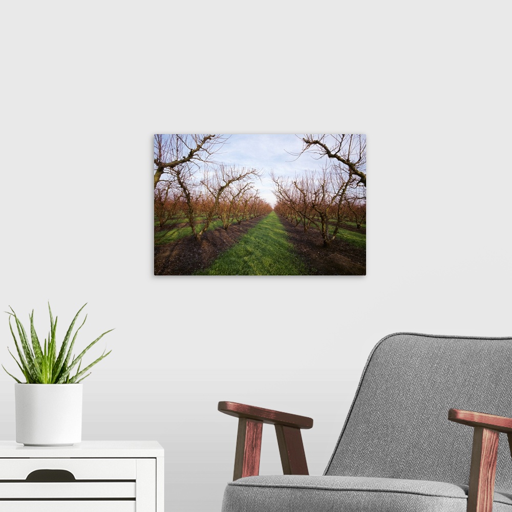 A modern room featuring Nectarine orchard in the winter dormant stage with grassy middles