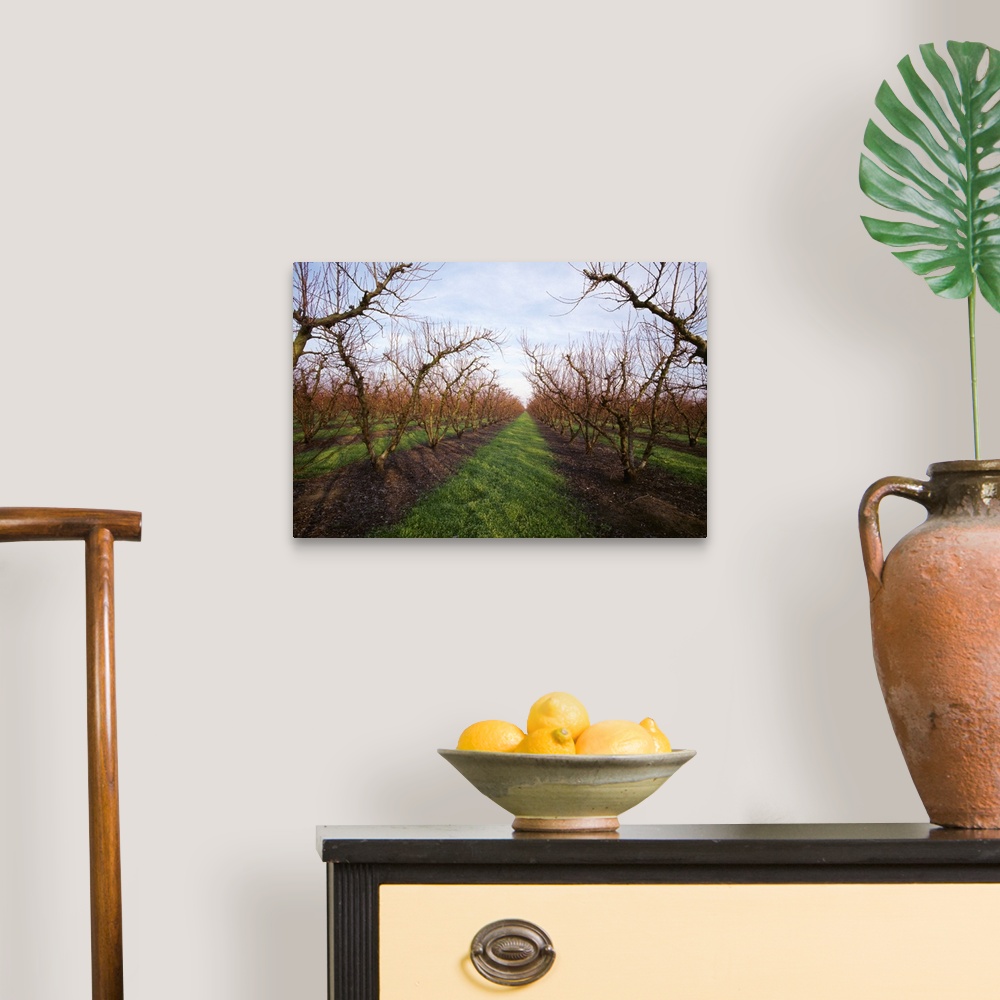 A traditional room featuring Nectarine orchard in the winter dormant stage with grassy middles