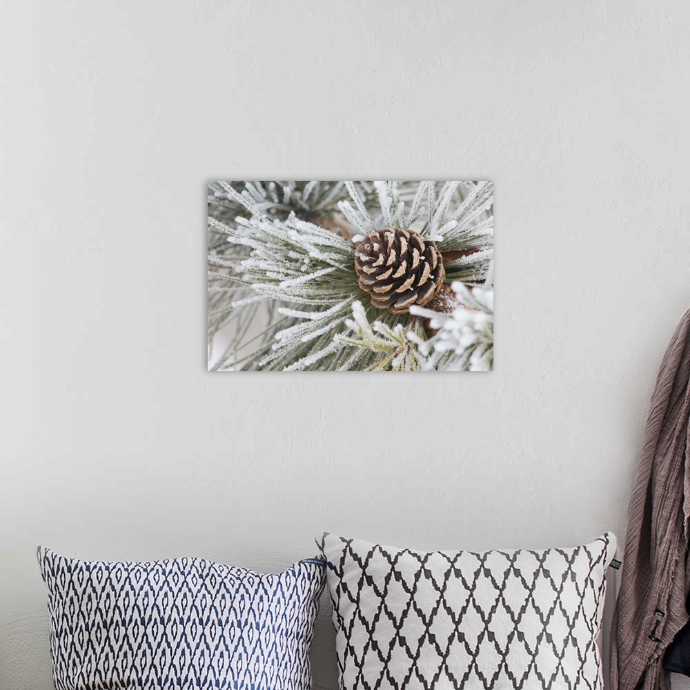 A bohemian room featuring Needles Of A Pine Tree And A Pine Cone Covered In Frost, Calgary, Alberta, Canada