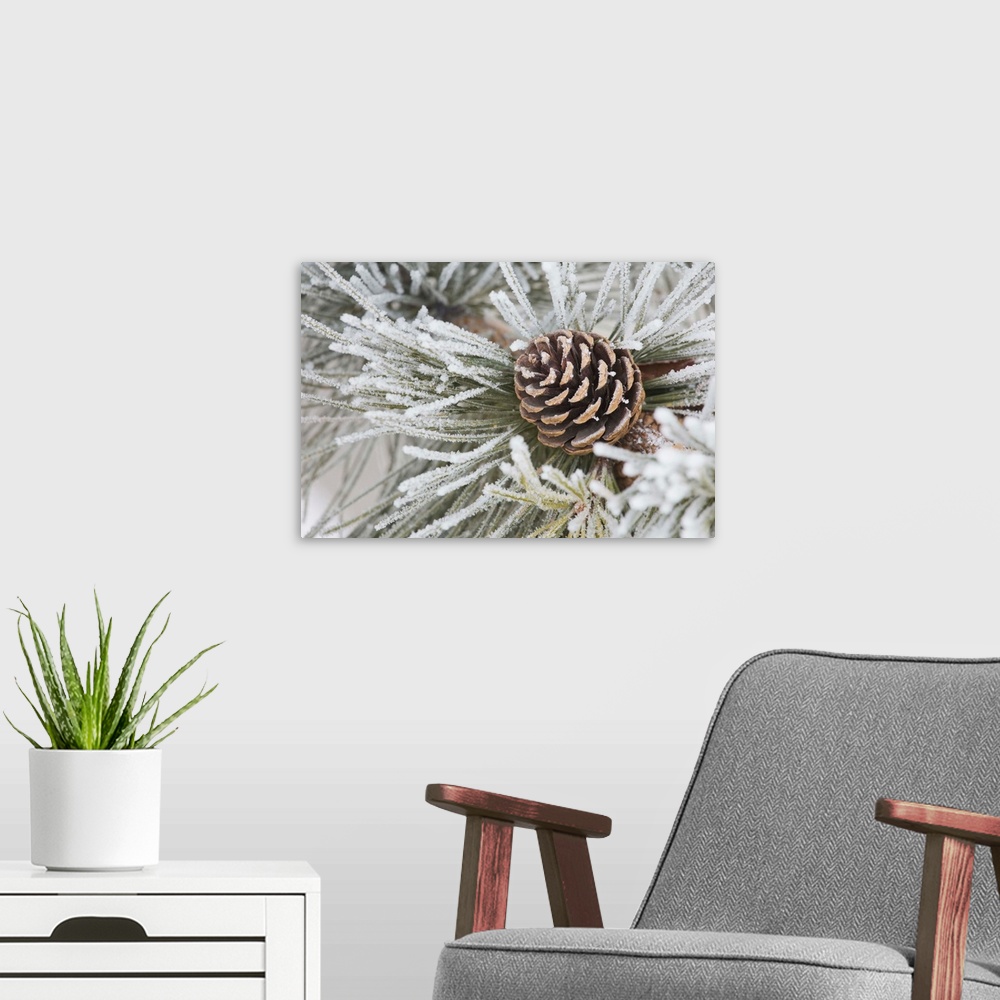 A modern room featuring Needles Of A Pine Tree And A Pine Cone Covered In Frost, Calgary, Alberta, Canada
