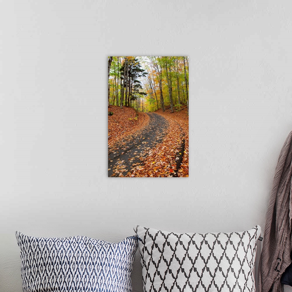 A bohemian room featuring New England, New Hampshire, White Mountains, Path In Forest During Autumn