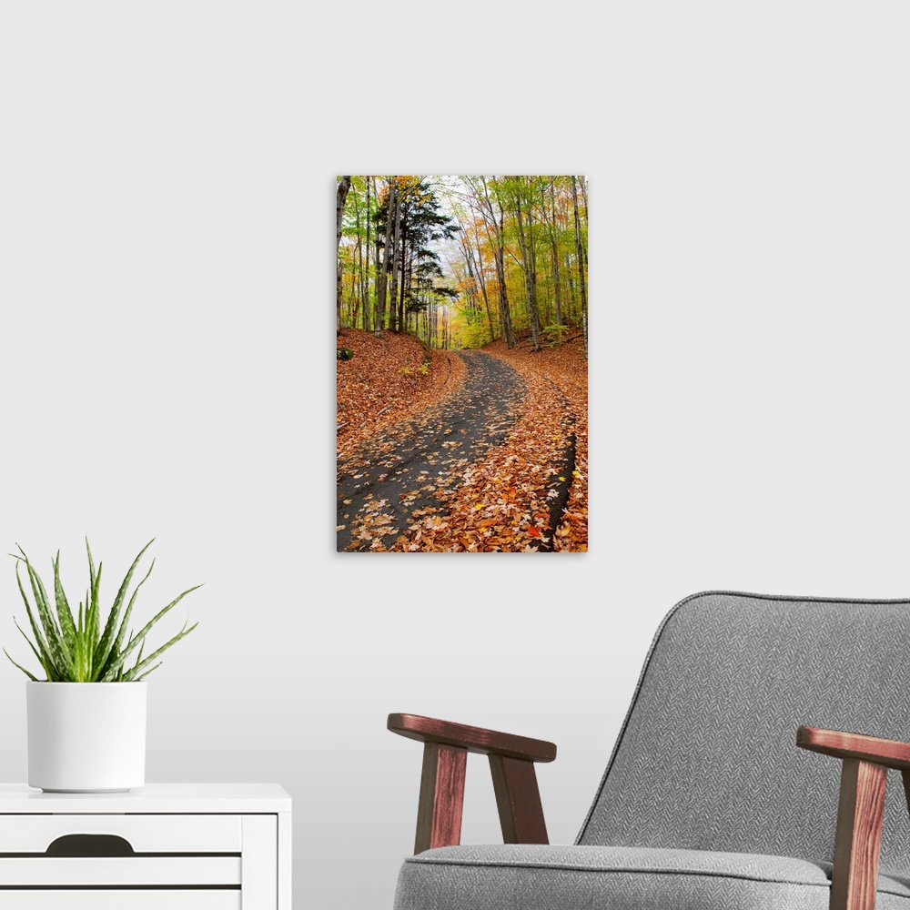 A modern room featuring New England, New Hampshire, White Mountains, Path In Forest During Autumn