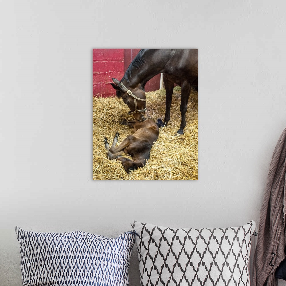 A bohemian room featuring Newborn foal in stall with mare, College Park, Maryland, United States of America