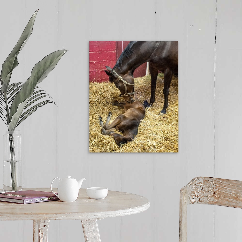 A farmhouse room featuring Newborn foal in stall with mare, College Park, Maryland, United States of America
