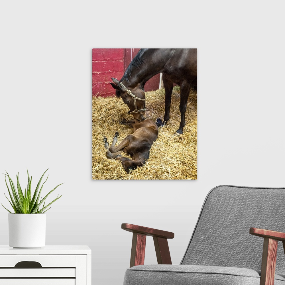 A modern room featuring Newborn foal in stall with mare, College Park, Maryland, United States of America