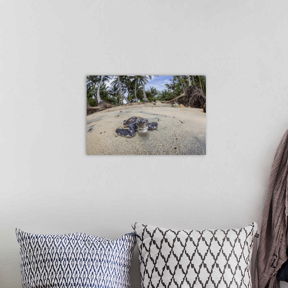 A bohemian room featuring Newly hatched baby Green sea turtle (Chelonia mydas), an endangered species, makes it's way acros...