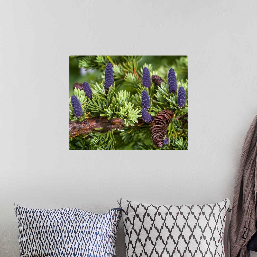 A bohemian room featuring Up close photograph of conifer tree's branch with different colored pine cones and needle-like le...