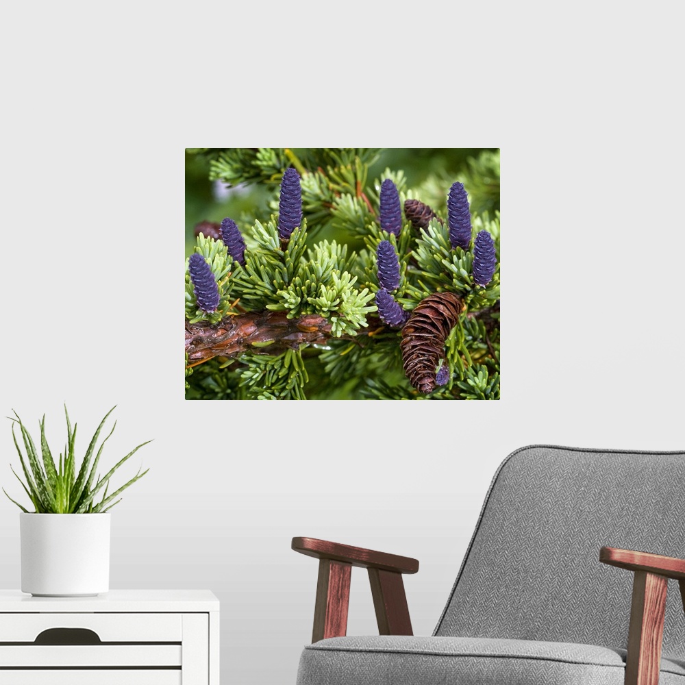 A modern room featuring Up close photograph of conifer tree's branch with different colored pine cones and needle-like le...