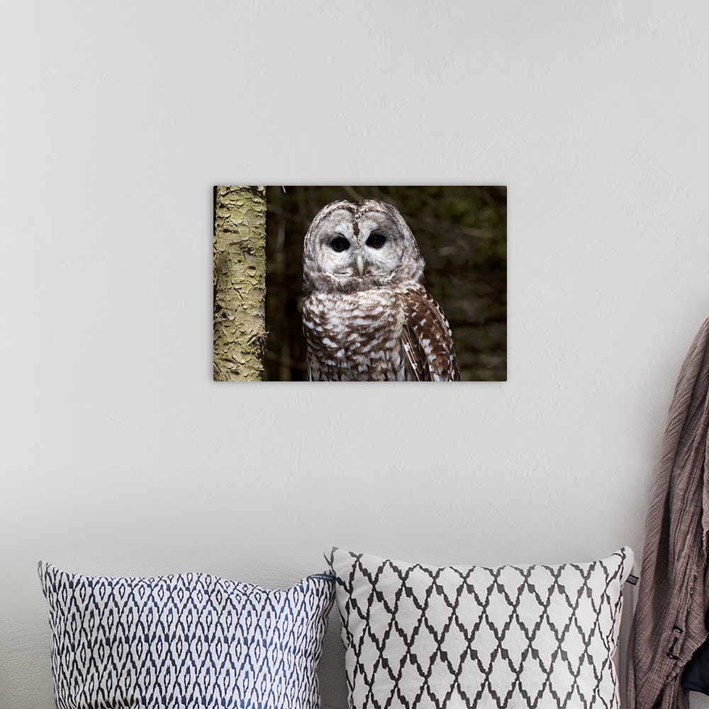 A bohemian room featuring Northern barred owl perched on birch limb, Connecticut