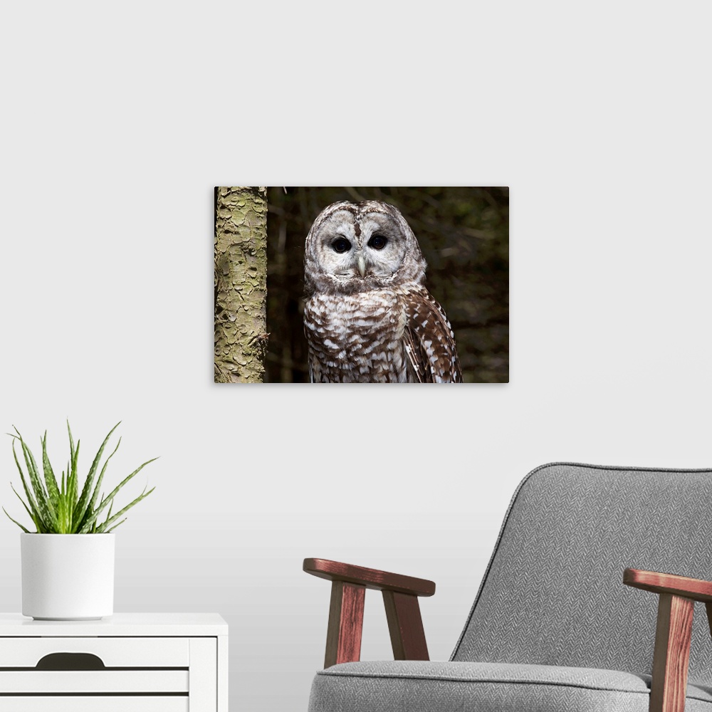 A modern room featuring Northern barred owl perched on birch limb, Connecticut