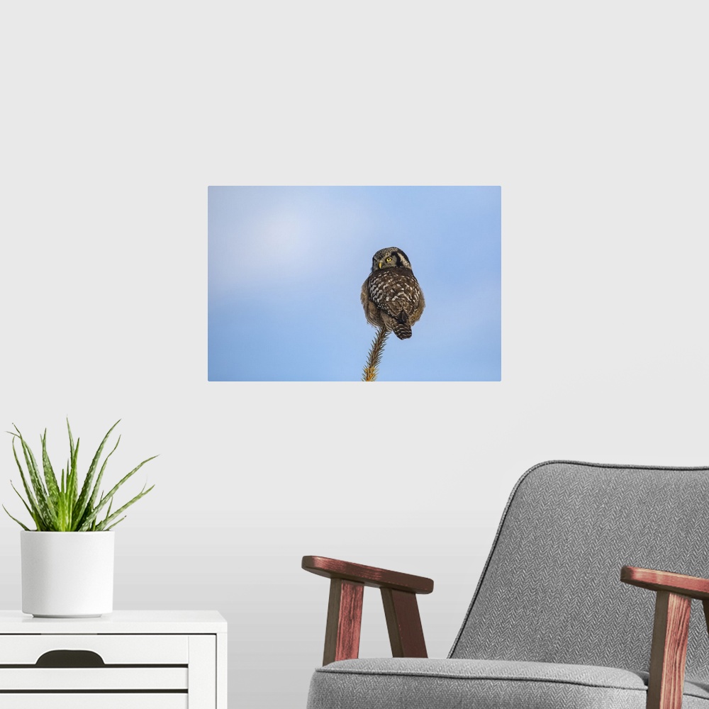 A modern room featuring Northern Hawk Owl (Surnia ulula), known for sitting on the highest perch possible while looking f...