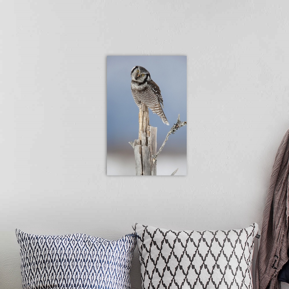 A bohemian room featuring Northern Hawk Owl Perched On Snag On Copper River Delta, Southcentral Alaska