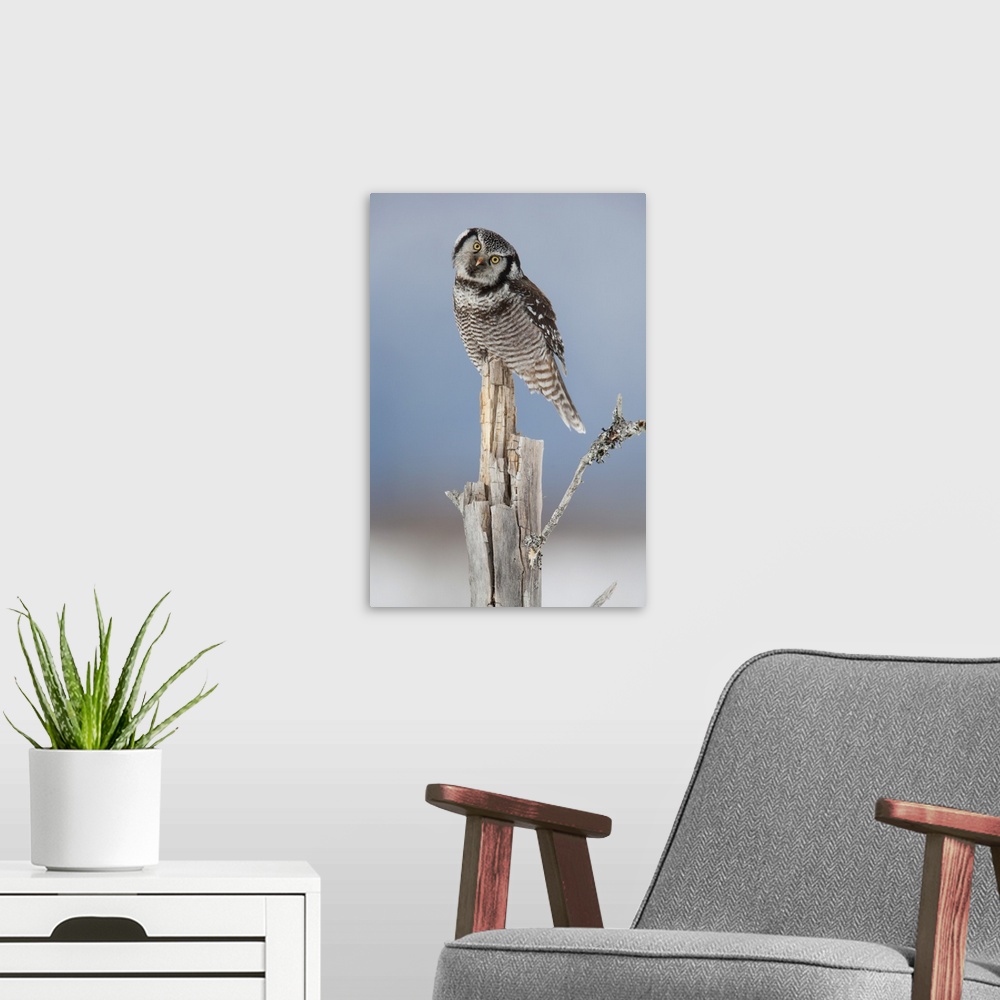 A modern room featuring Northern Hawk Owl Perched On Snag On Copper River Delta, Southcentral Alaska