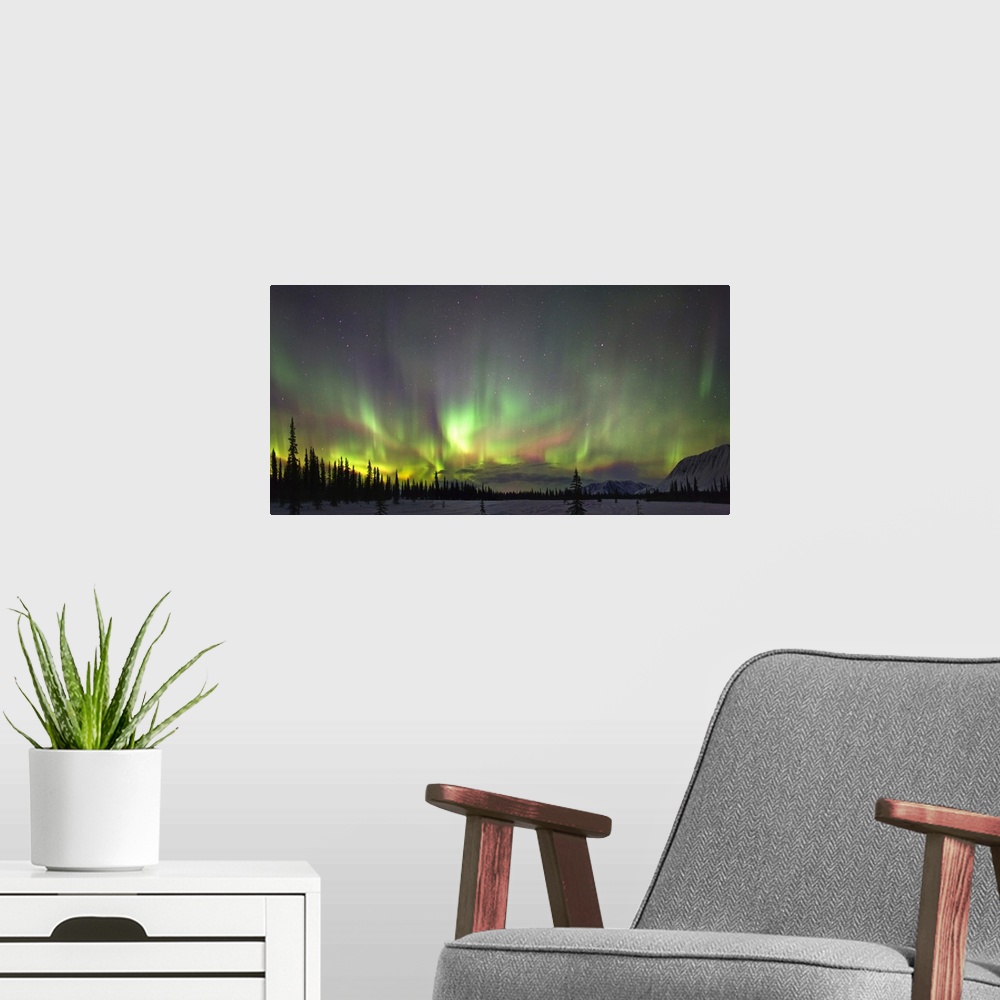 A modern room featuring Northern Lights And Spruce Trees In Broad Pass, Southcentral Alaska