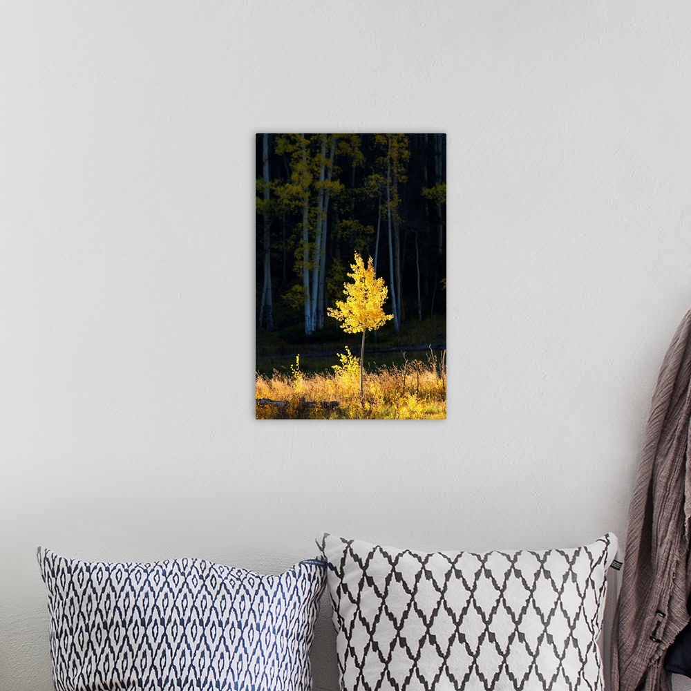 A bohemian room featuring Northwest Colorado, Sunlight Illuminating Single Fall-Colored Aspen Tree