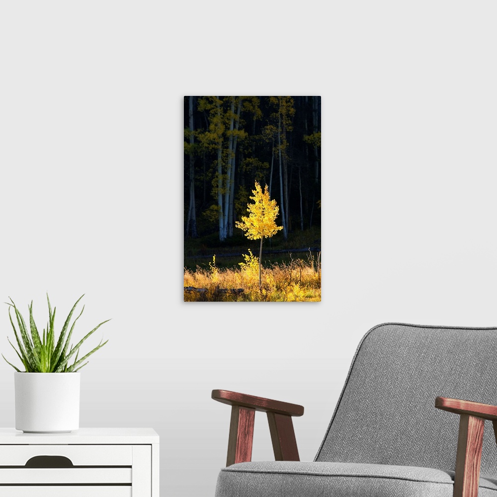 A modern room featuring Northwest Colorado, Sunlight Illuminating Single Fall-Colored Aspen Tree