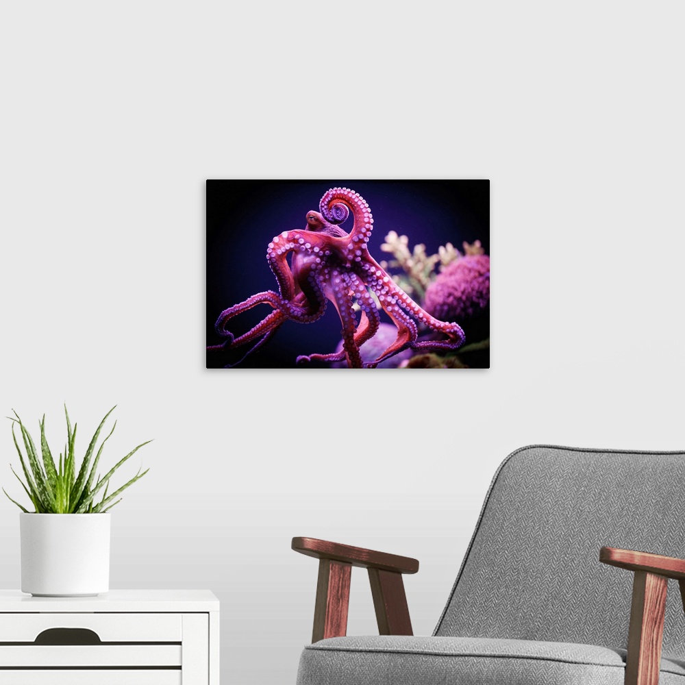 A modern room featuring Octopus, Israel